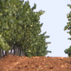 Plantación de cava en Almendralejo