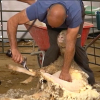 Esquilador pelando una oveja