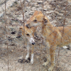Los perros se encontraban en una nave del término municipal de Valdelacalzada, en Badajoz. Perros desnutridos y famélicos encerrados en un cercado.