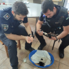 Agentes de la Policía Local de Los Santos de Maimona alimentando a los gatos