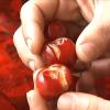 Imagen de las cerezas agrietadas por la lluvia de los últimos días 