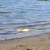 Pez muerto en el embalse de Tentudía