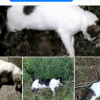 Gatos envenenados en Montehermoso