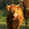 Animales en el campo extremeño