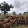 Ovejas pastoreadas en la Cañada Real