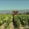 Plantación de tabaco  en la comarca de La Vera