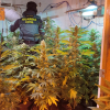 Invernadero interior de marihuana desmantelado en la operación policial
