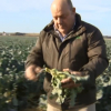 Manuel Gómez, agricultor productor de brócoli