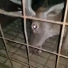 Venado atrapado en una jaula