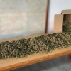 Cogollos de marihuana