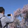 Almendro en flor de Valverde de Leganés