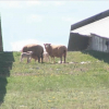 Ovejas pastando en la planta fotovoltaica de Hinojosa del Valle