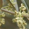 Olivo en flor