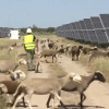 Ovejas pastando en la planta fotovoltaica de Talayuela