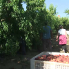 Fruta