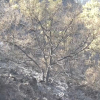 Incendio en un robledal de Hervás