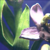 orquídea de Almaraz