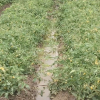 Daños tomate