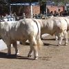 Feria de Zafra