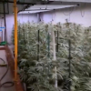 Marihuana en Plasencia