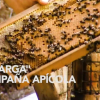 Campaña apícola