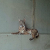 Lince viajero