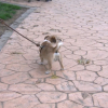 Perros