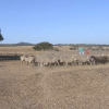 Sequía en el campo