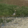 Charca en Malpartida de Cáceres