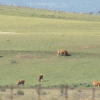 Llanos de Cáceres
