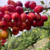 Daños cerezas