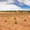 Vid en Tierra de Barros