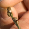 Pudenta del arroz