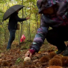 Recogida de setas en el Otoño Mágico