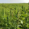 Cultivo de cáñamo