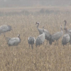 Grullas en Extremadura