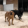 Perros