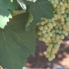 El plazo para asegurar la próxima campaña de uva de vino a través de las modalidades que incluyen cobertura frente a las heladas y la protección frente a los daños por pedrisco, lluvia o inundación, entre otros, termina este lunes, 25 de marzo, según ha informado Agroseguro.