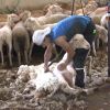 Esquiladores uruguayos