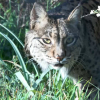 Lince ibérico