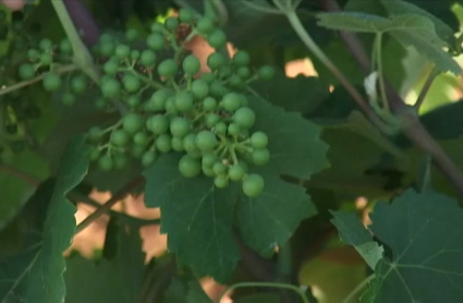 Plantación de viñedo de cava en Almendralejo