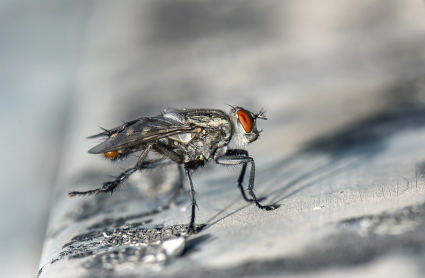 Mosca posada