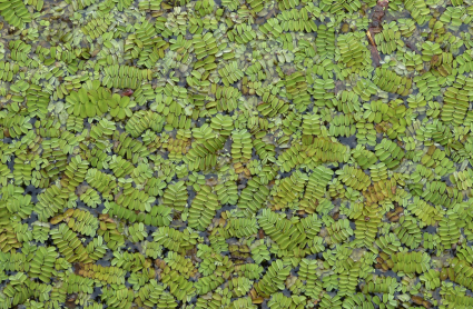 Azolla