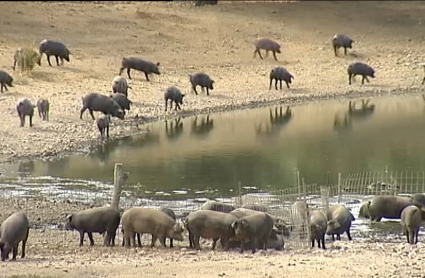 Cerdos ibéricos refrescándose junto a una charca tras degustar la dehesa extremeña