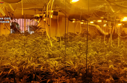 Plantación de marihuana en Villanueva de la Serena