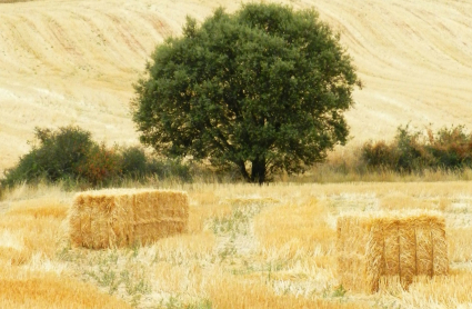 Encina en secano