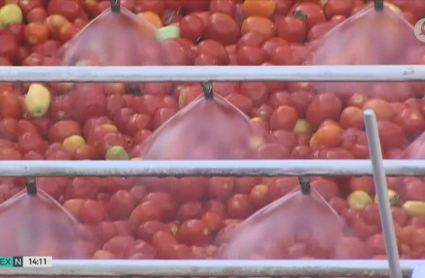 Tomates en las fábricas transformadoras