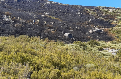 Imágenes de la superficie quemada por el incendio