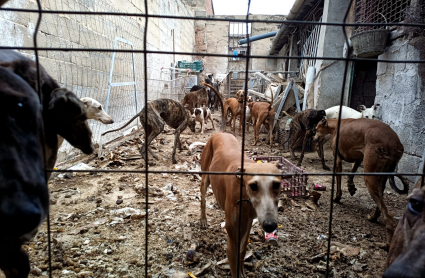 Perros rescatados en Mérida