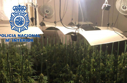 Plantación de marihuana en Mérida